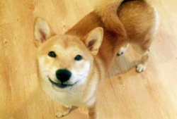 人和狗做爱视频,揭秘真实情感交织的禁忌世界